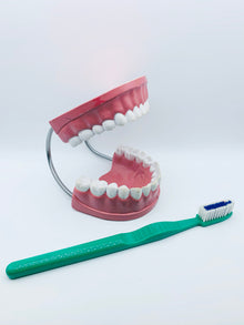  Giant Dental Care Model with Giant 14" Toothbrush