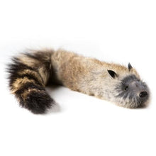  Junior Robbie Raccoon