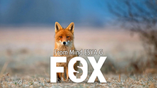  FOX by Esya G video DOWNLOAD