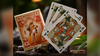 Notorious Gambling Frog (Orange) Playing Cards by Stockholm17